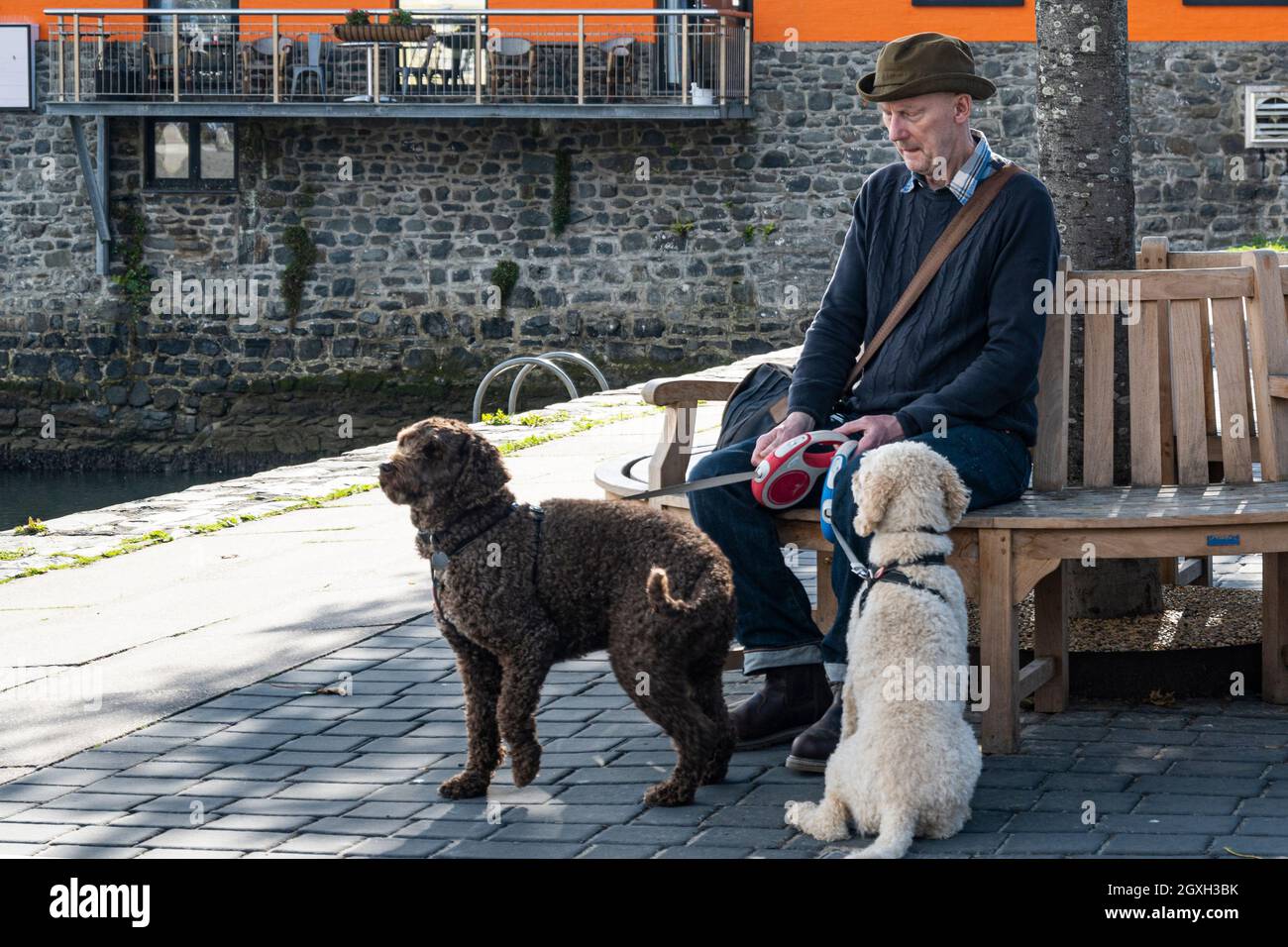 Old man with his dogs Stock Photo