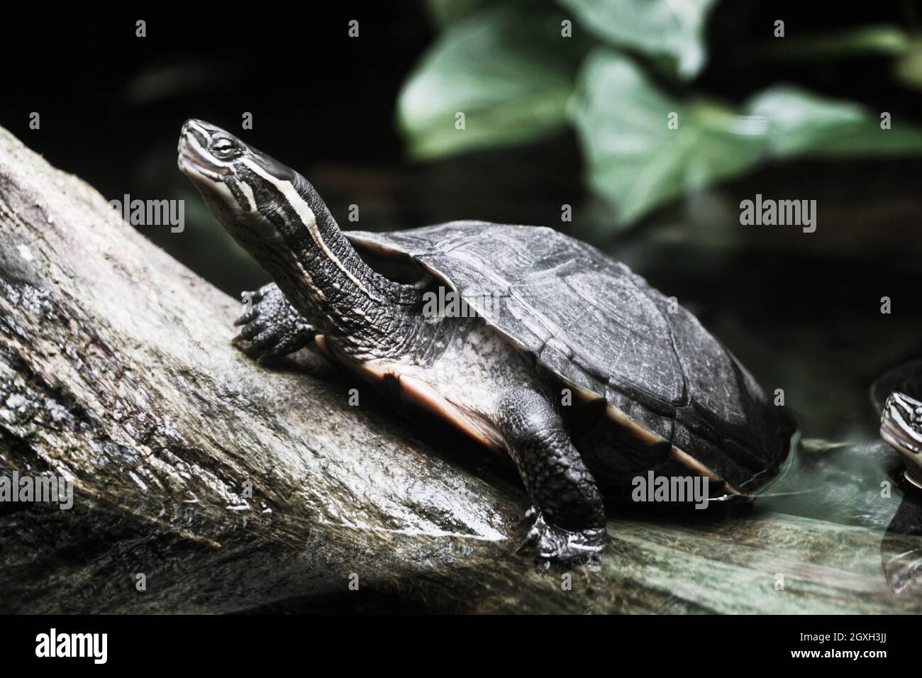 Image of Florida red-bellied cooter. Shooting Location: Singapore Stock ...