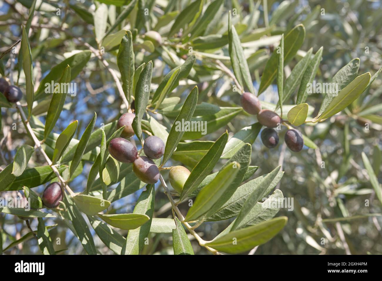 Olive Ripeness Olive growing on a tree branch hi-res stock photography and images - Alamy