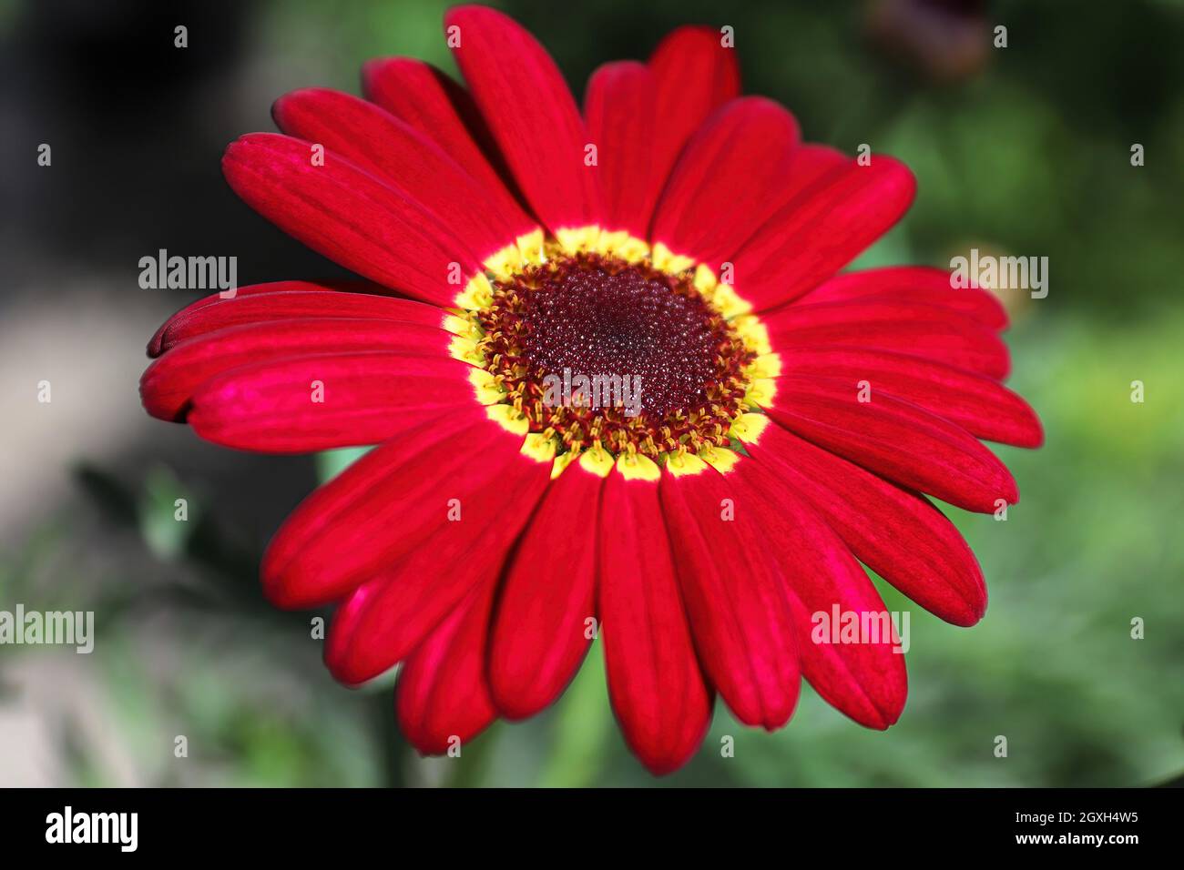 Closeup of a red GranDaisy argyranthemum flower. Stock Photo