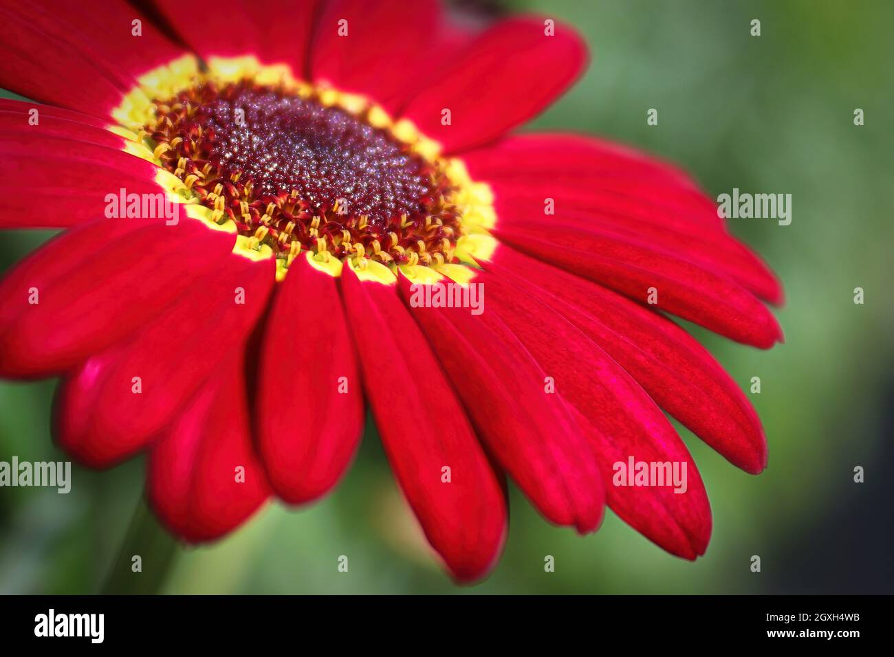 Macro background of a red argyranthemum flower center. Stock Photo