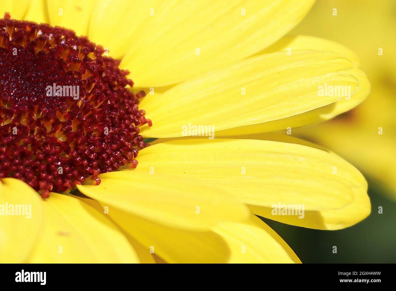 Macro background of a yellow argyranthemum flower center. Stock Photo
