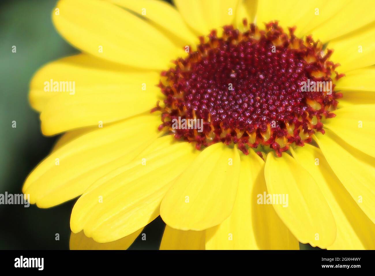 Macro background of a yellow argyranthemum flower center. Stock Photo