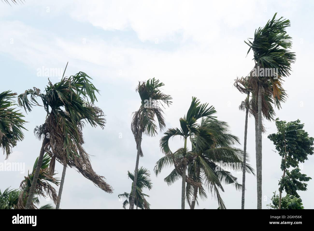 Norwesters or the Kalbaishakhi Wind blowing through Palm trees. Windy