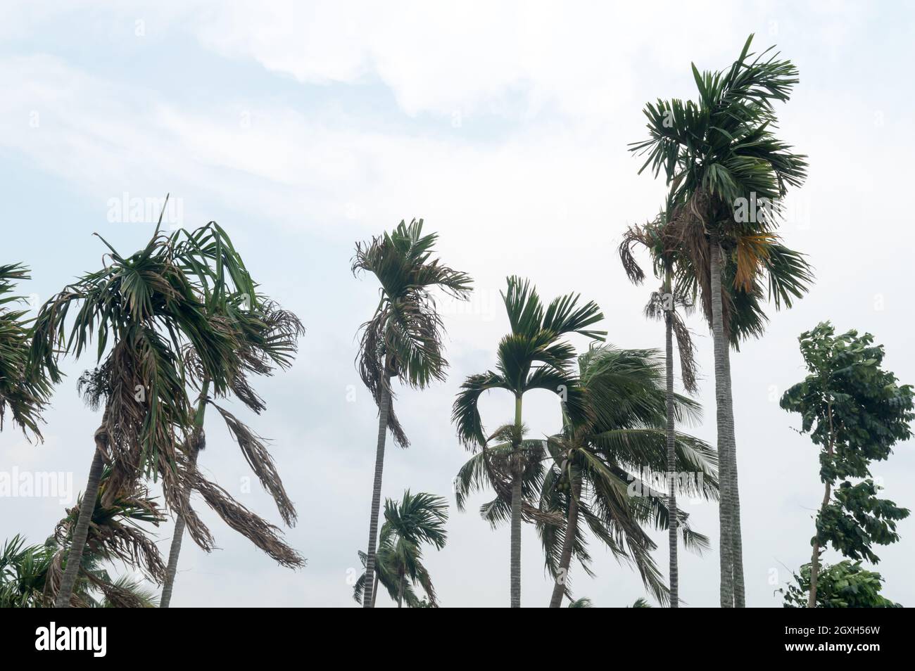 Norwesters or the Kalbaishakhi Wind blowing through Palm trees. Windy