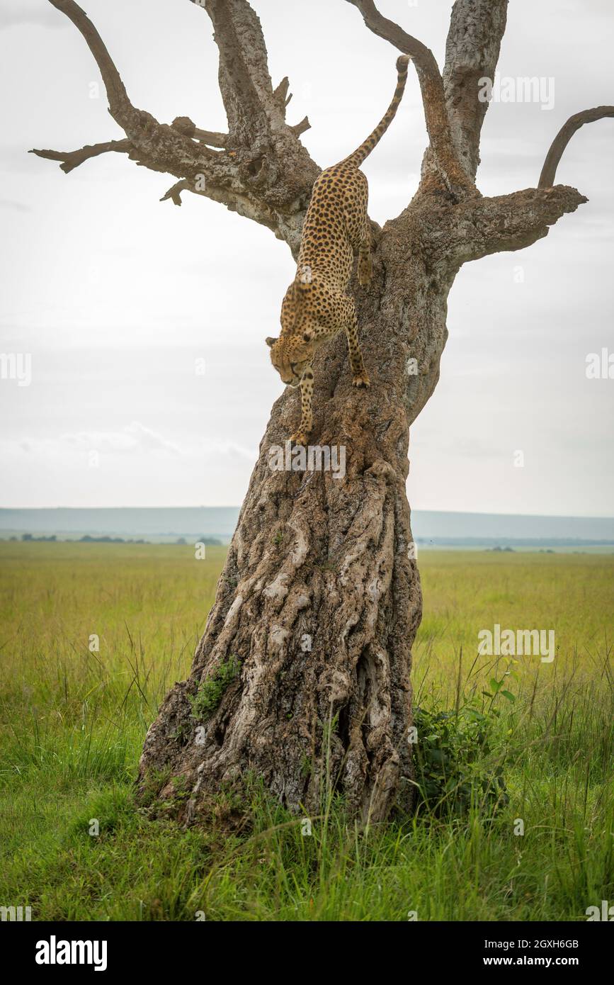 Slanted tree hi-res stock photography and images - Alamy