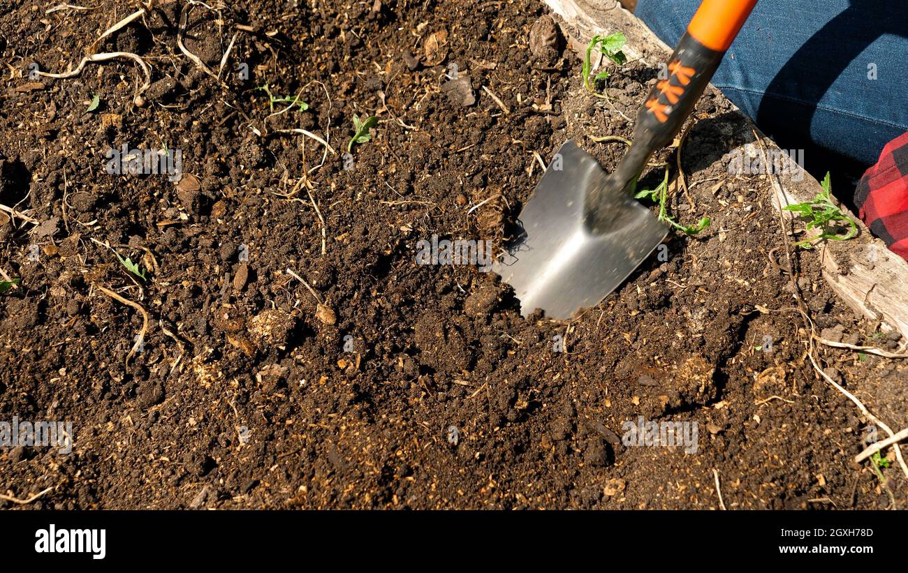 Closeup of digging hole in ground with garden spade. Cultivating soil