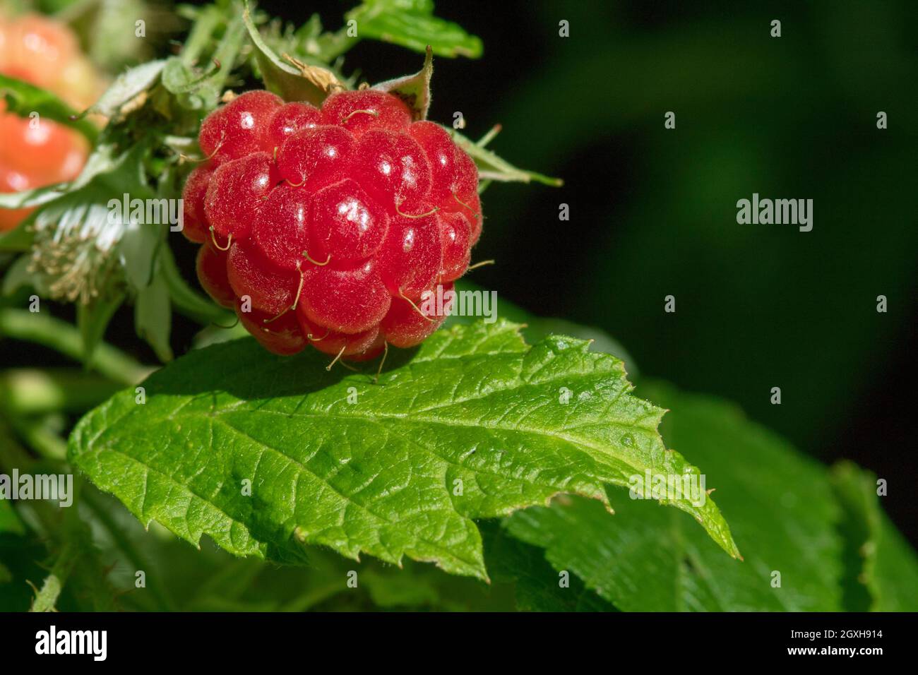Raspberry Growing On Vine Stock Photo