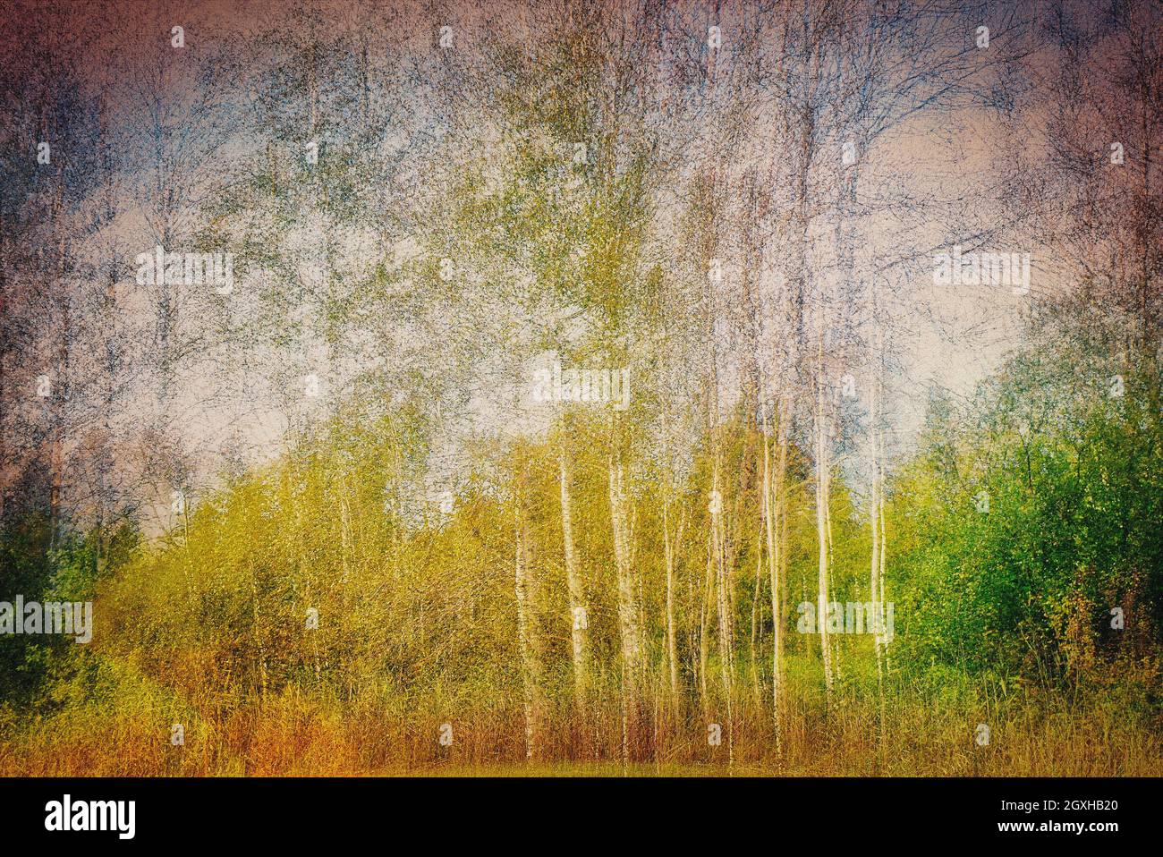 CONTEMPORARY ART: Aspen Trees in the Moor  (Bavaria, Germany) Stock Photo