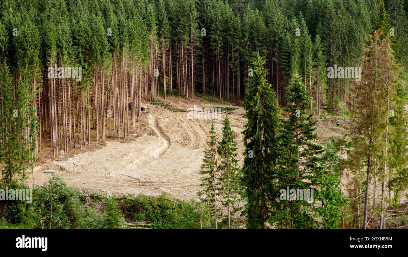 Heavy machinery working and cutting out the pine tree forest in mountains. Ecological disaster in Carpathians, Ukraine. Stock Photo