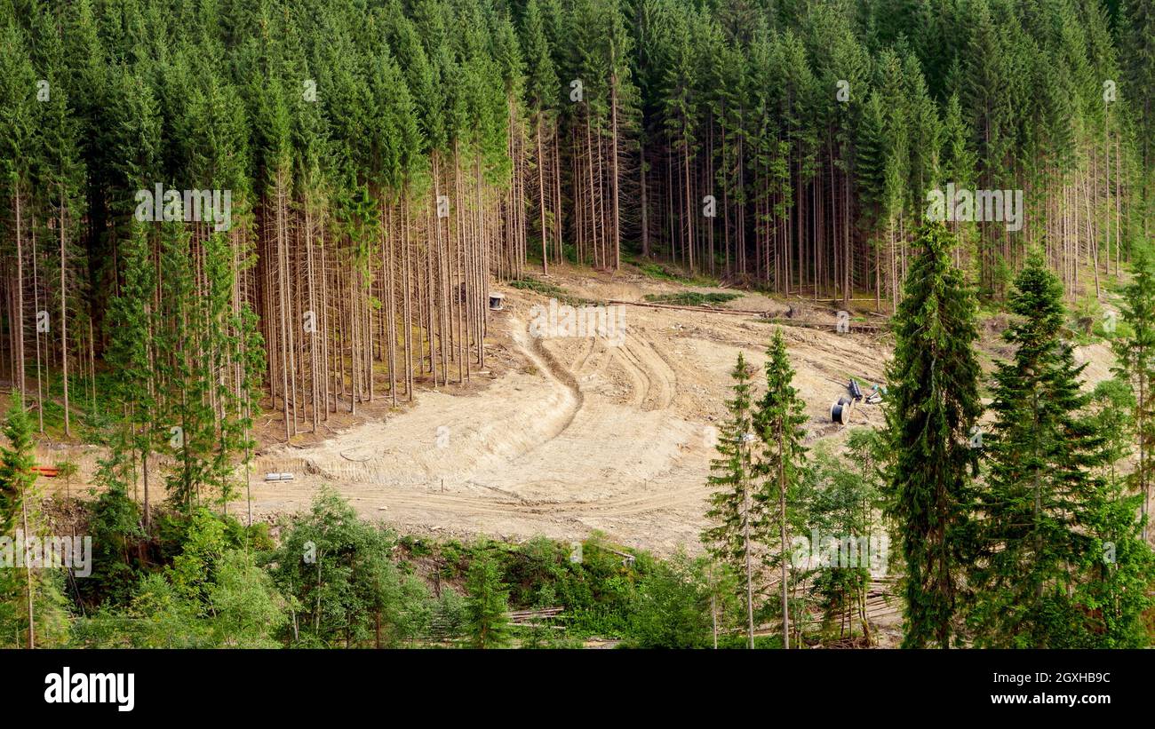 Aerial shot of deforestation and cutting out pine tree forest in mountains. Ecological disaster in Carpathians, Ukraine. Stock Photo