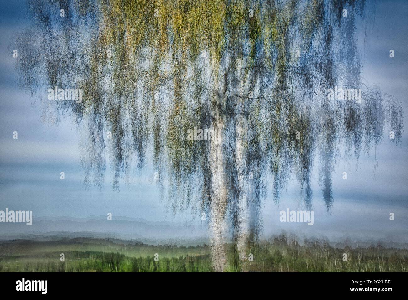 CONTEMPORARY ART: Aspen Tree in the Moor  (Bavaria, Germany) Stock Photo