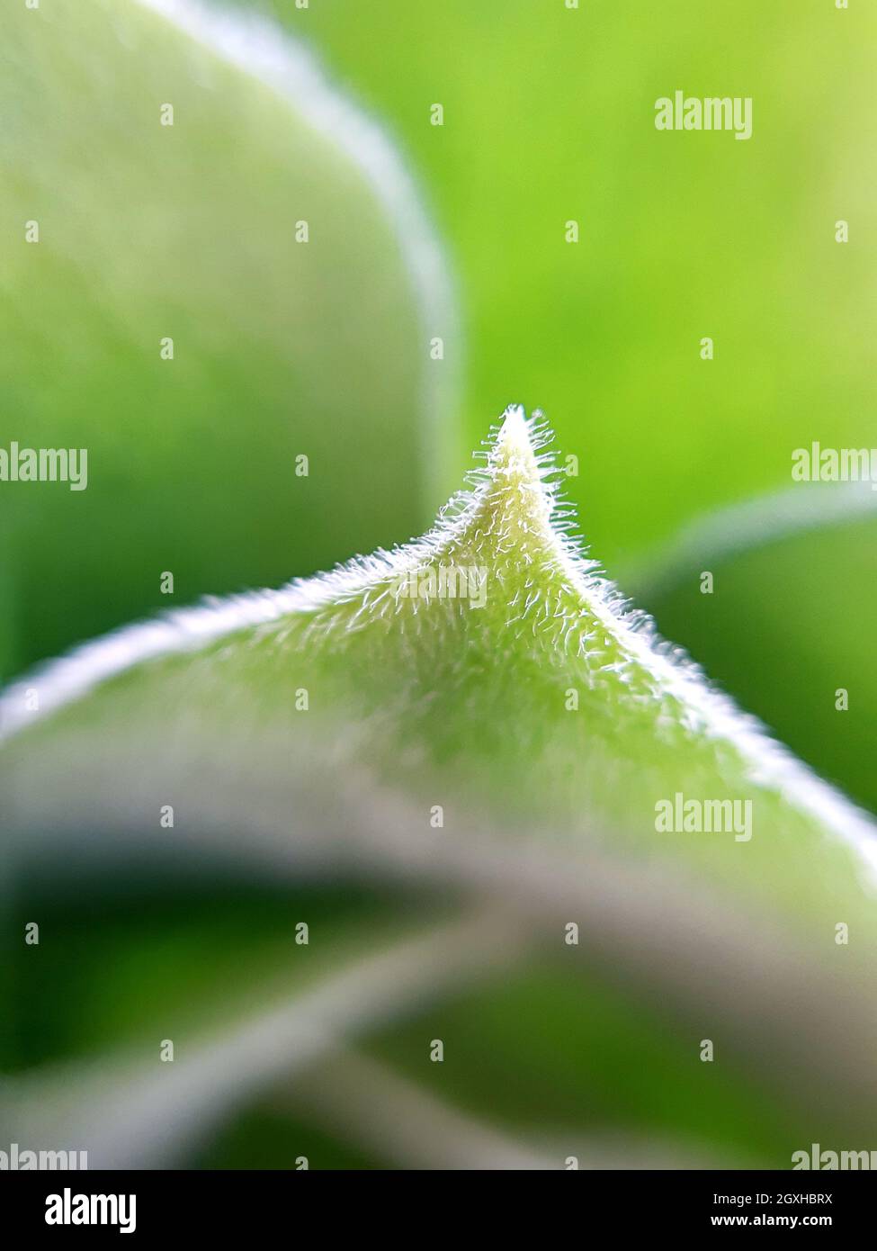 Spring green leaf close up. Leaf texture. Macro nature. Stock Photo