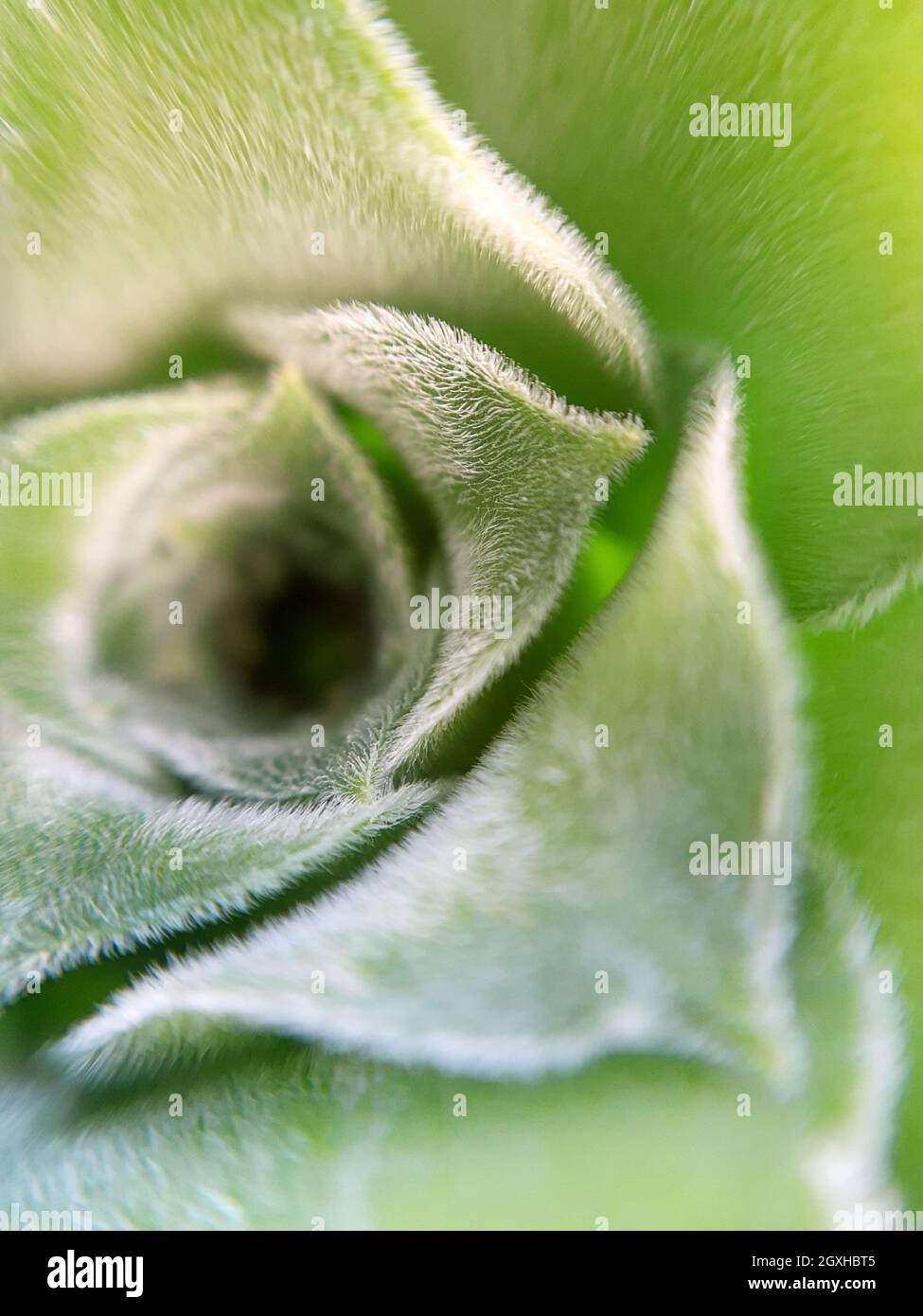 Close up leaf texture hi-res stock photography and images - Alamy