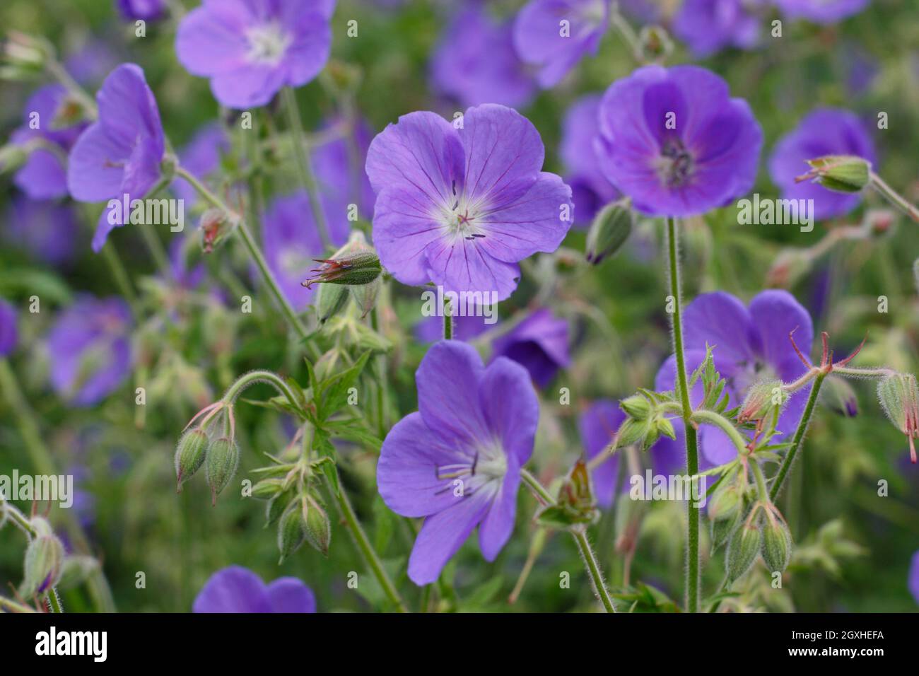 Deep blue flowers of geranium 'Brookside' in a garden border .UK Stock Photo