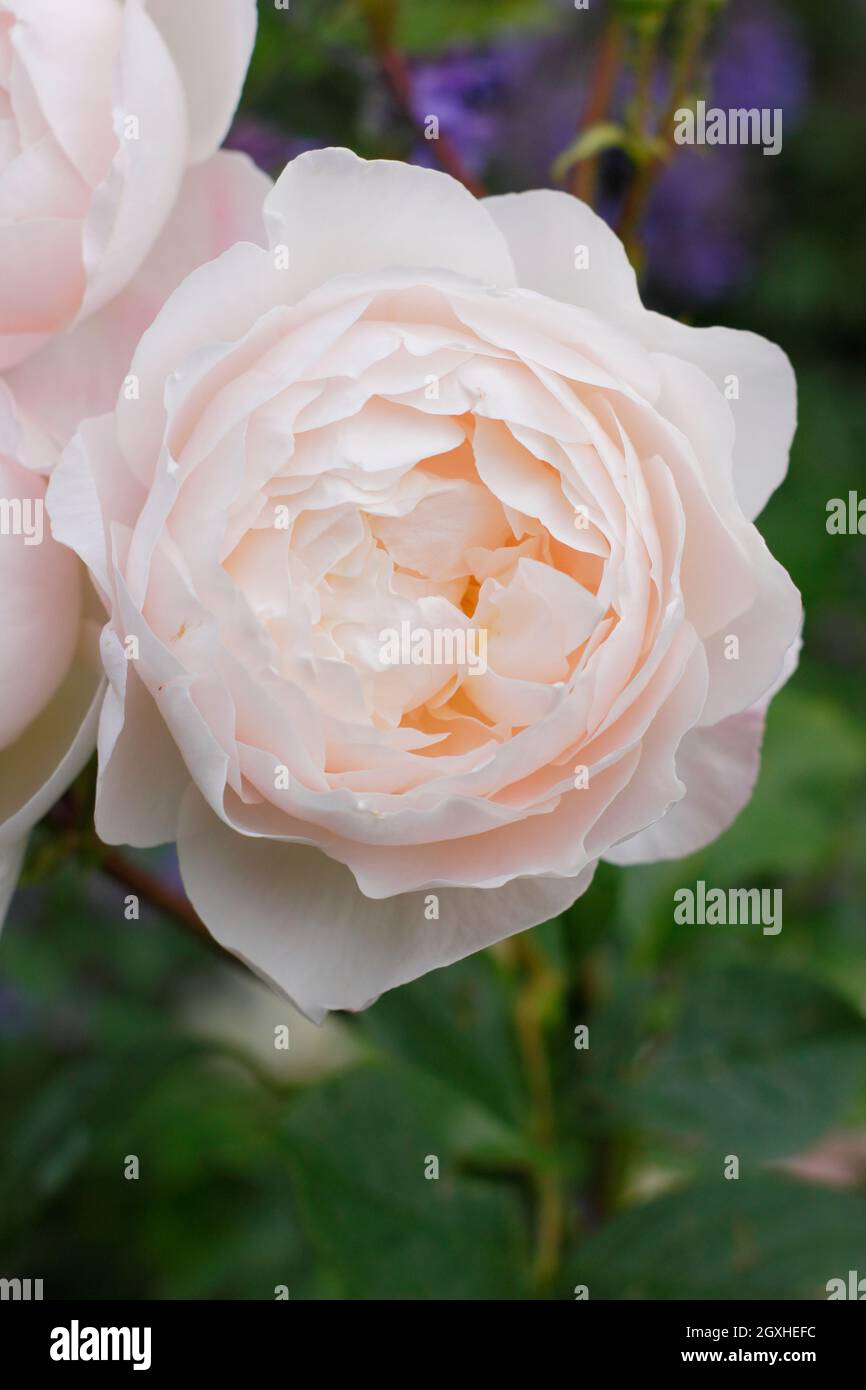 Desdemona rose. Rosa 'Desdemona' (Auskindling), English shrub rose displaying characteristic creamy pink blossoms in mid summer. UK Stock Photo