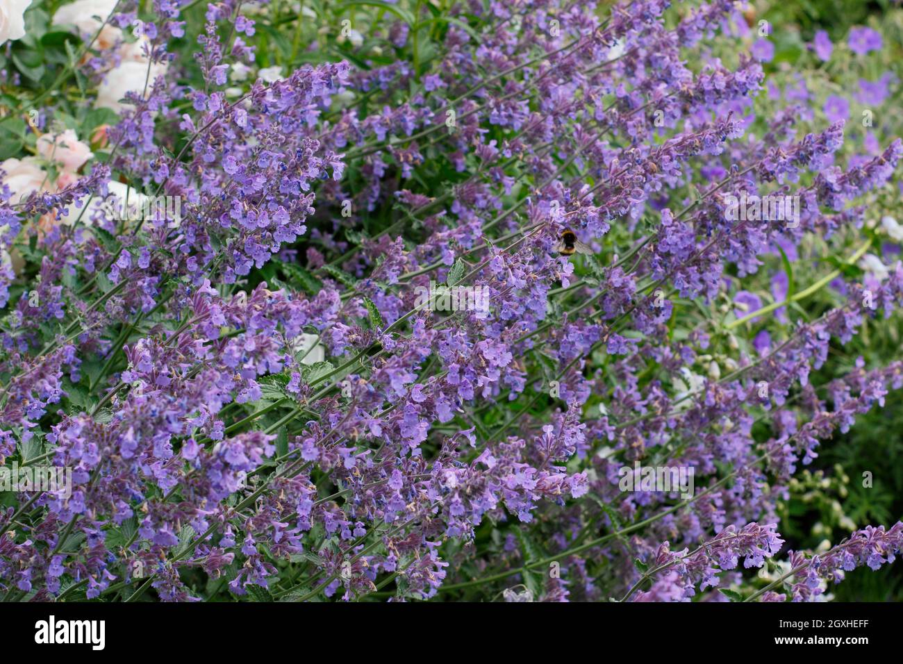 Nepeta racemosa 'Walker's Low' catmint displaying flowering stems in mid summer. UK Stock Photo