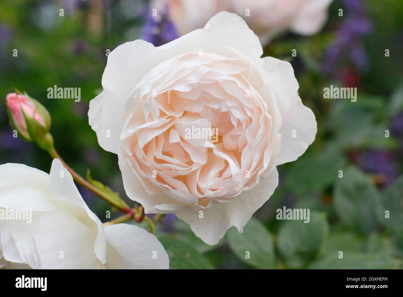 Desdemona rose. Rosa 'Desdemona' (Auskindling), English shrub rose displaying characteristic creamy pink blossoms in mid summer. UK Stock Photo