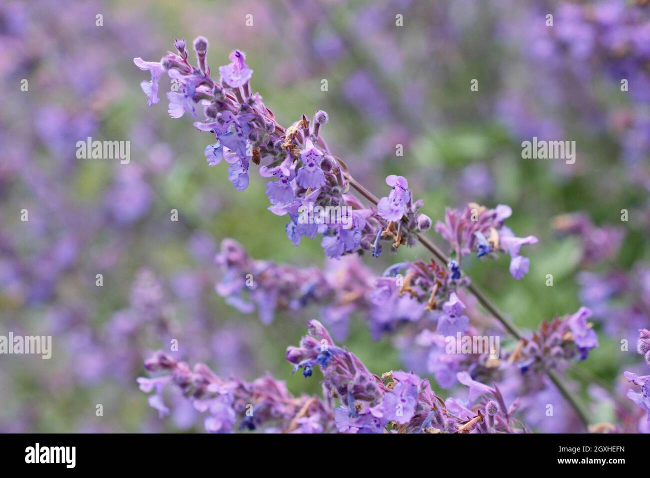 Nepeta racemosa 'Walker's Low' catmint displaying flowering stems in mid summer. UK Stock Photo