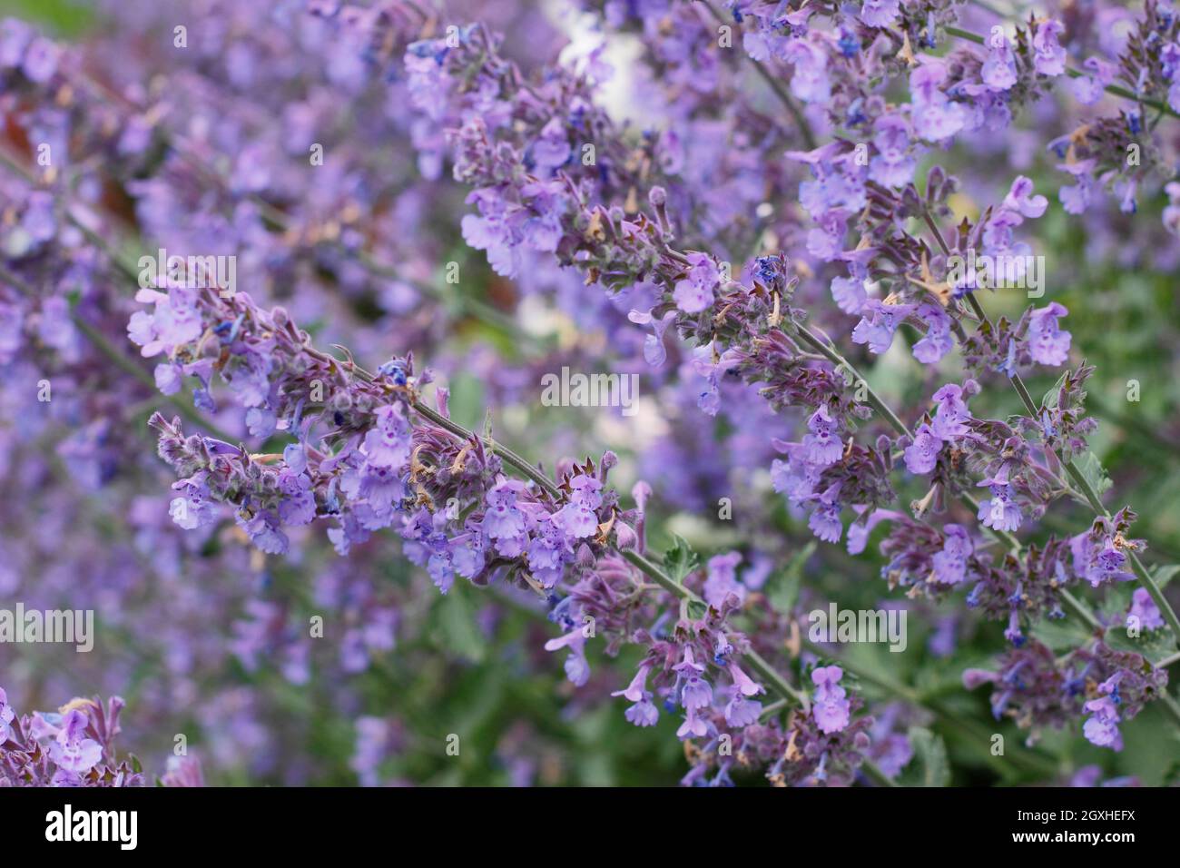 Nepeta racemosa 'Walker's Low' catmint displaying flowering stems in