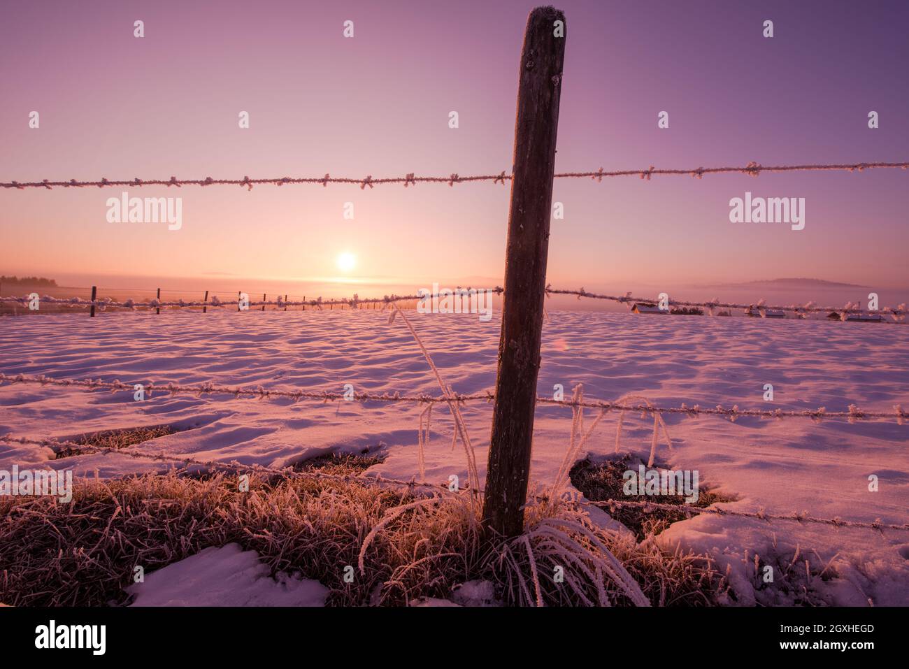 barbed wire fence in beatiful winter morning sunrise with frost and ...