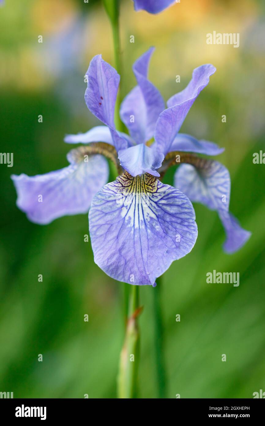 Iris sibirica 'Perry's Blue' Siberian iris displaying characteristic pale violet blue flowers in mid summer. UK Stock Photo