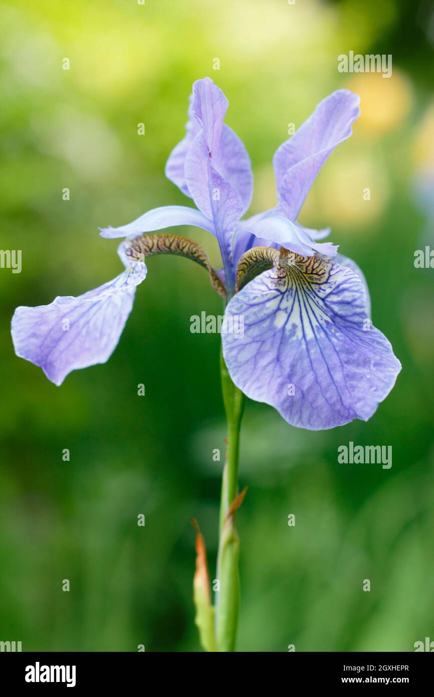 Iris sibirica 'Perry's Blue' Siberian iris displaying characteristic pale violet blue flowers in mid summer. UK Stock Photo