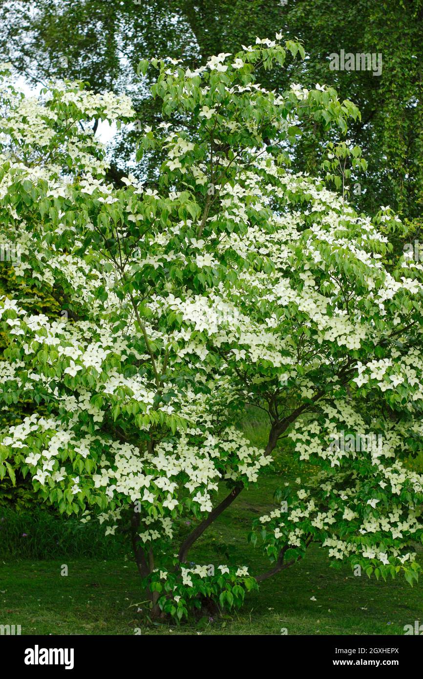 Dogwood flowering. Cornus kousa 'China Girl' tree displaying bracts in early summer. UK Stock Photo