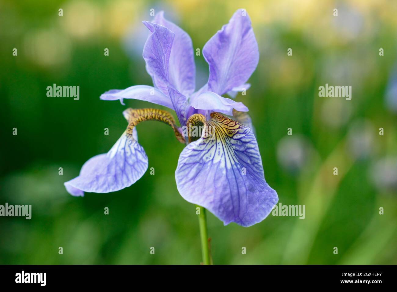 Iris sibirica 'Perry's Blue' Siberian iris displaying characteristic pale violet blue flowers in mid summer. UK Stock Photo