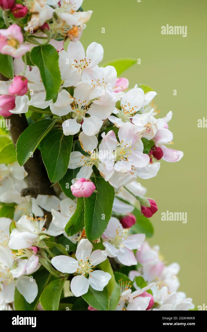 Golden hornet crab apple blossom hi-res stock photography and images