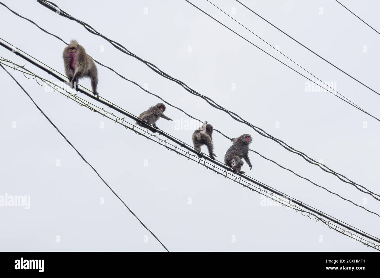 A family of Japanese macaques travelling along overhead power lines near the Grandeco Ski Resort in Fukushima Prefecture, Japan Stock Photo