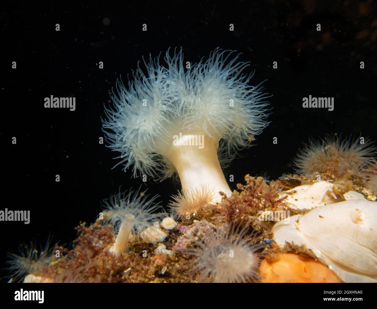 A Frilled anemone, or Metridium senile at a Swedish Weather Island reef Stock Photo