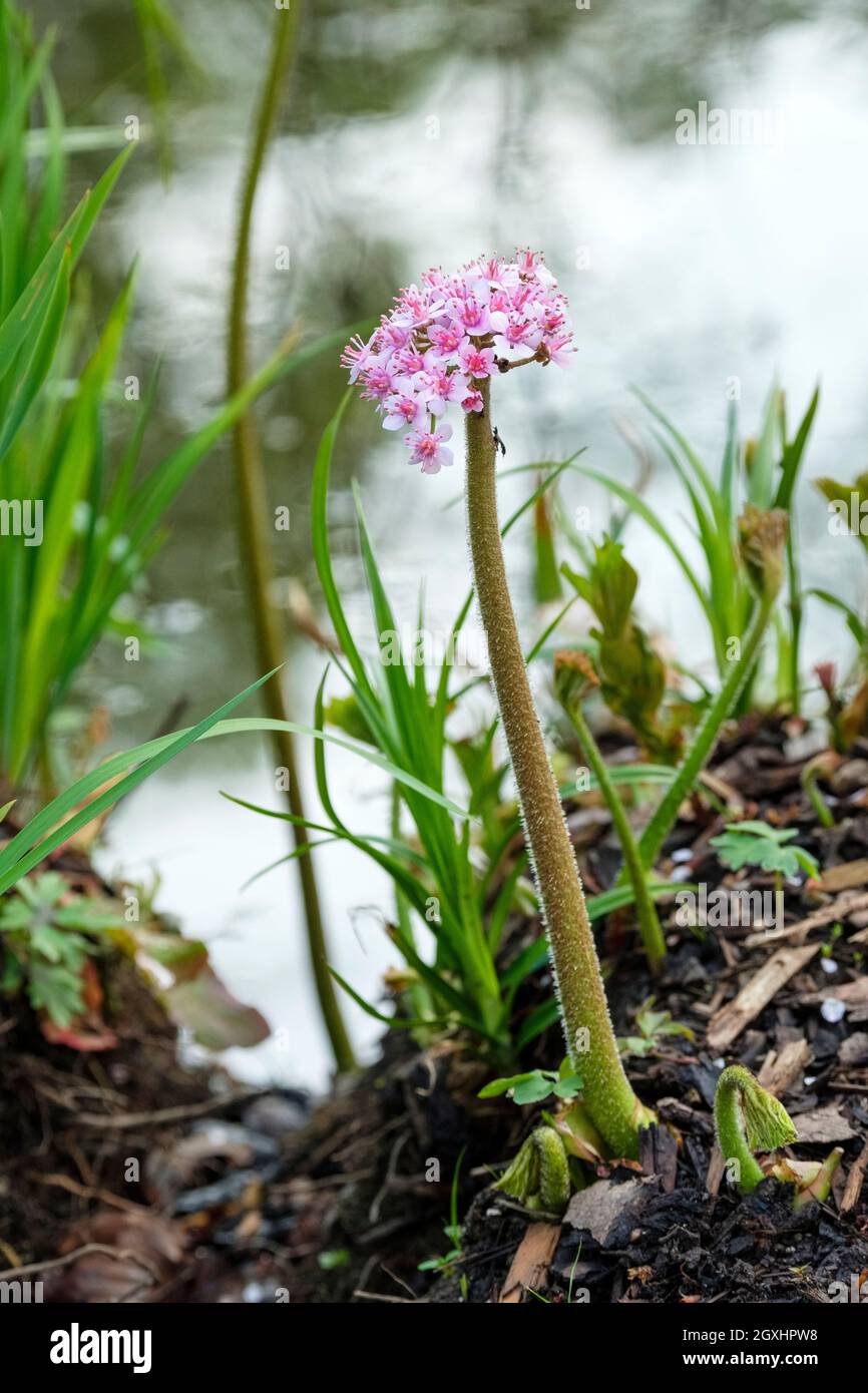 Darmera peltata, Indian rhubarb, umbrella plant, giant cup, Clusters of pale pink flowers on tall stems. Also known as Peltiphyllum peltatum. Spring. Stock Photo