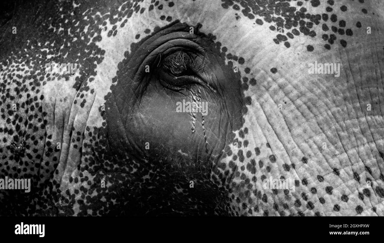 Black and white closeup image of elephant eye with flowing tears