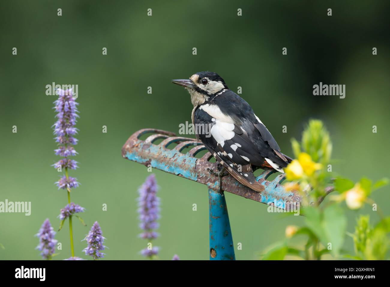 Dend hi-res stock photography and images - Alamy