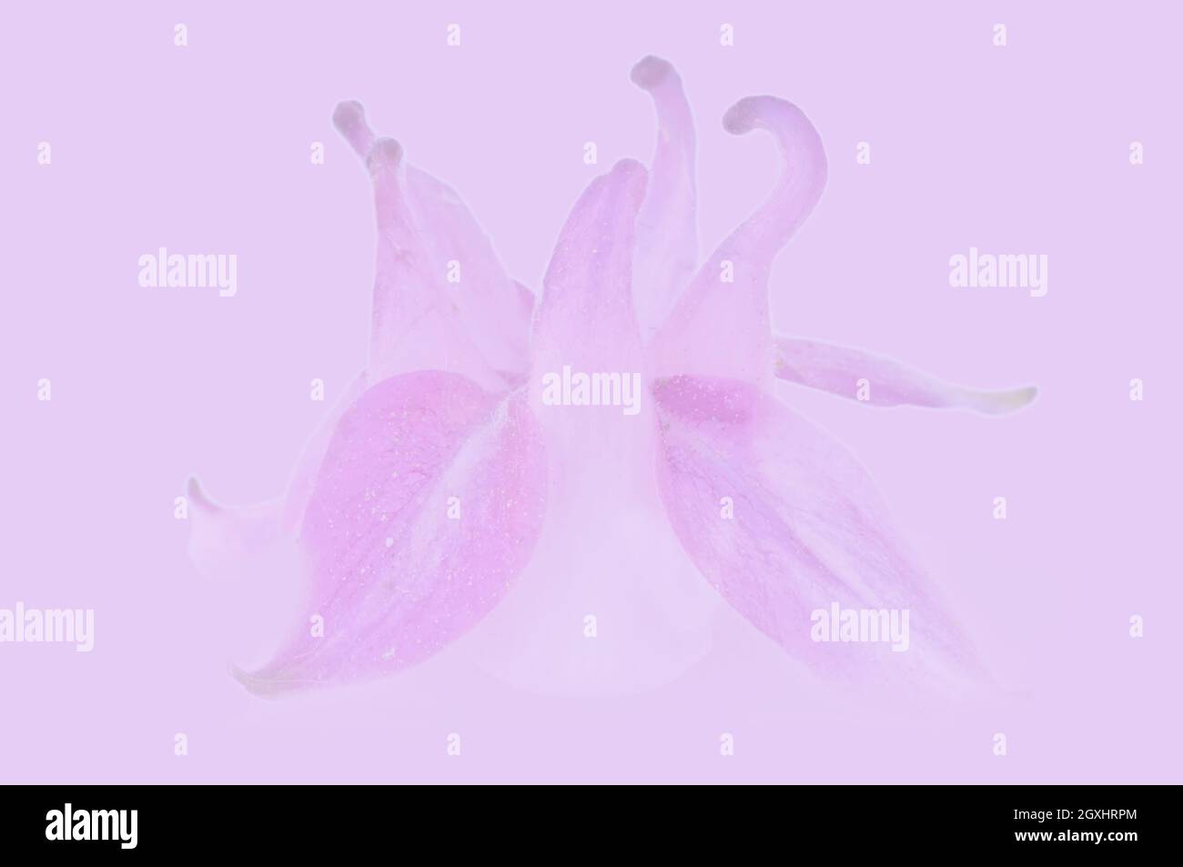 Colombine flower, dancing swans Stock Photo