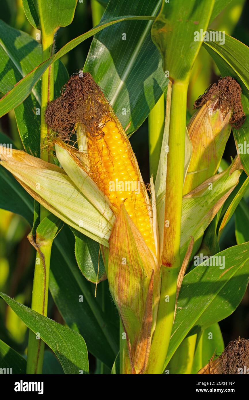 Ripe vegetable corn at harvest time Stock Photo