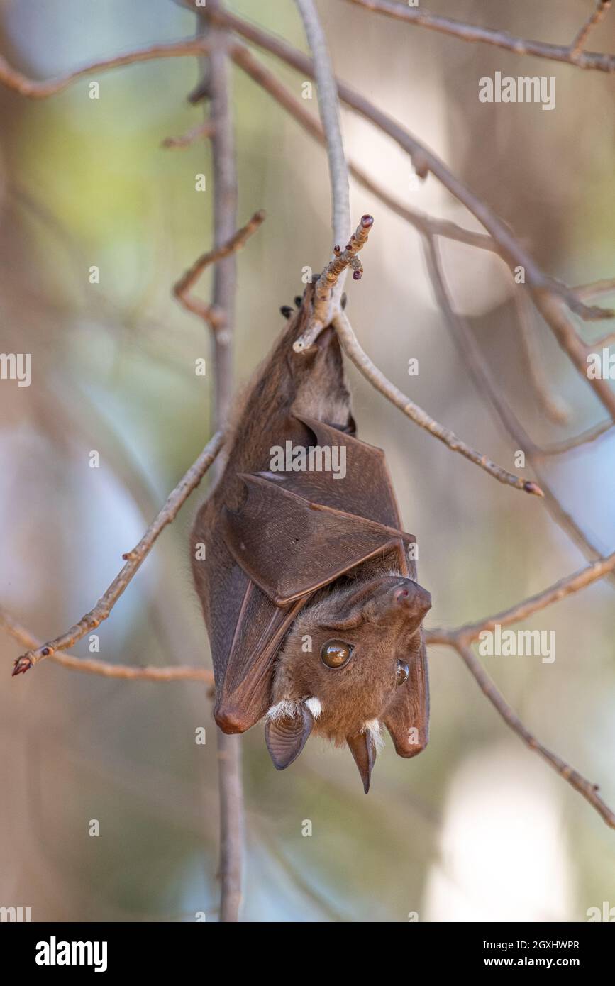 Wahlberg's epauletted fruit bat hanging from a tree during the daytime
