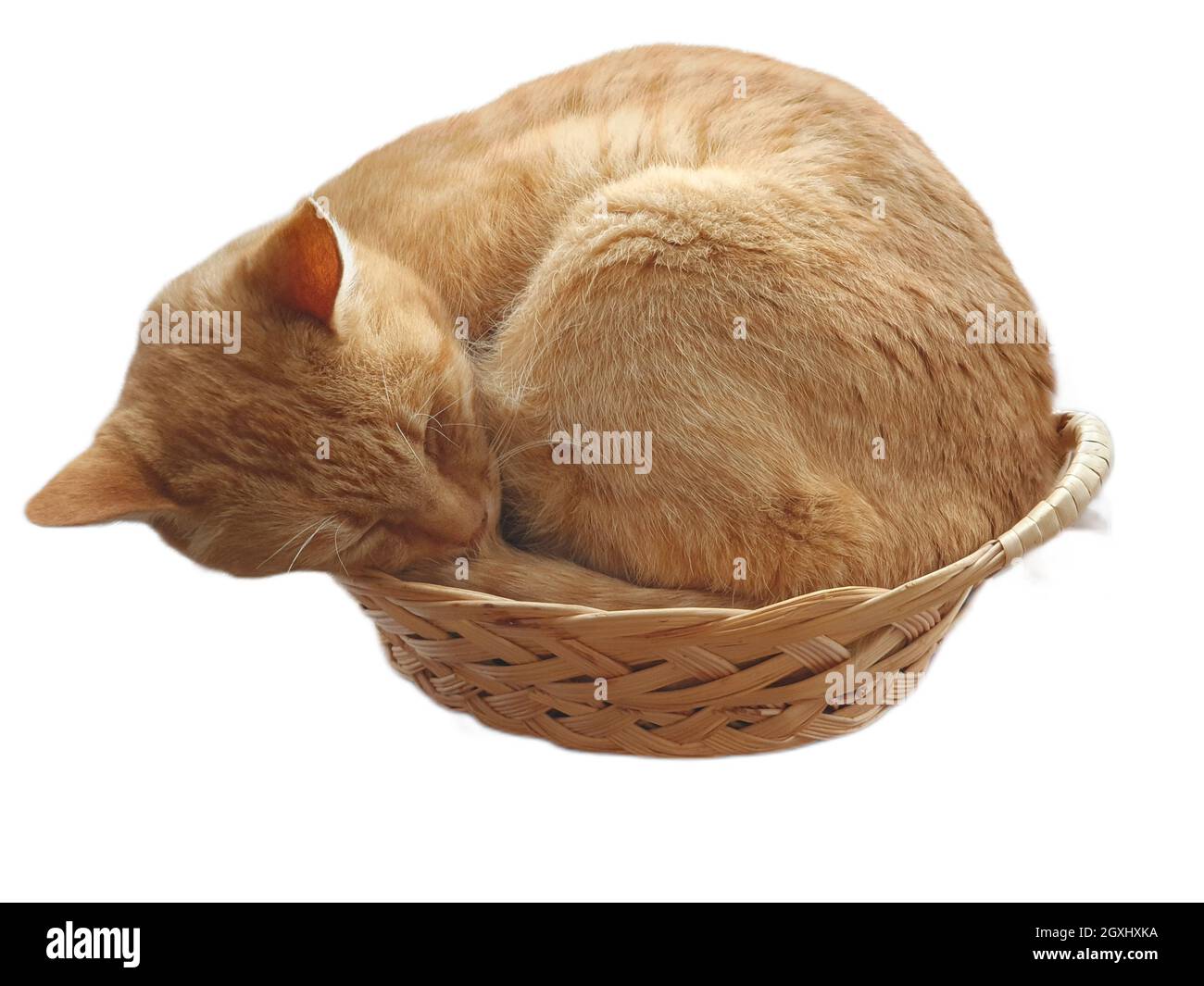 Ginger cat sleeping in basket with white background Stock Photo
