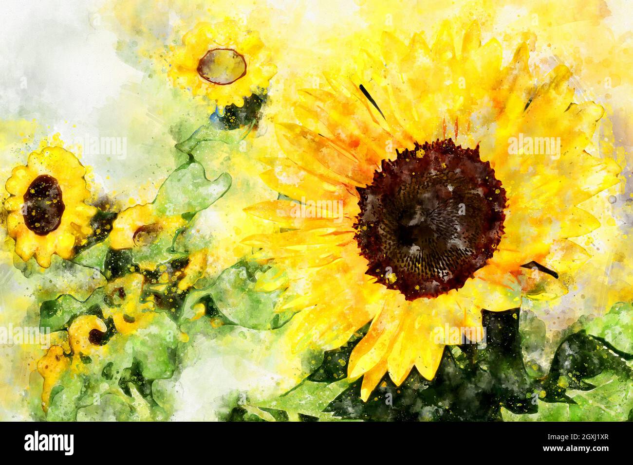 Sunflowerfield Paint Of Sunflower Heads In Watercolors Stock Photo Alamy