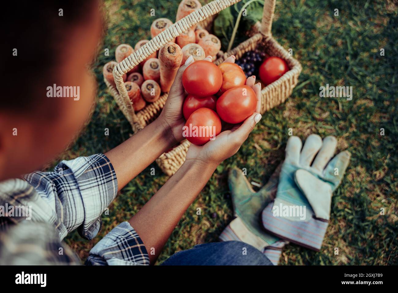 Mixed race female holding in hands red cherry tomatoes after freshly harvested in garden  Stock Photo