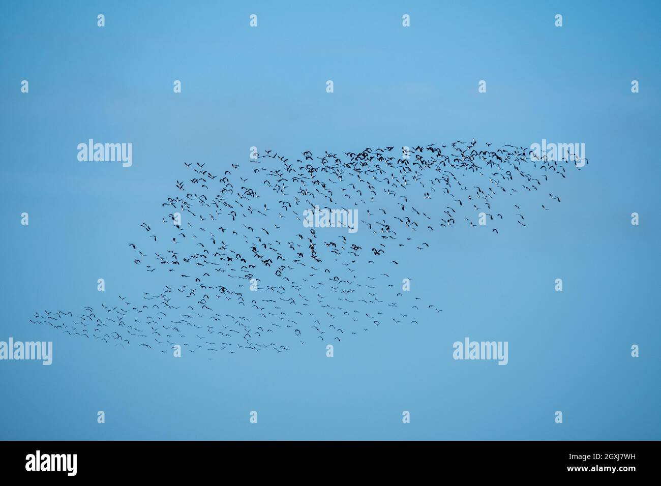 group of birds in the sky Stock Photo