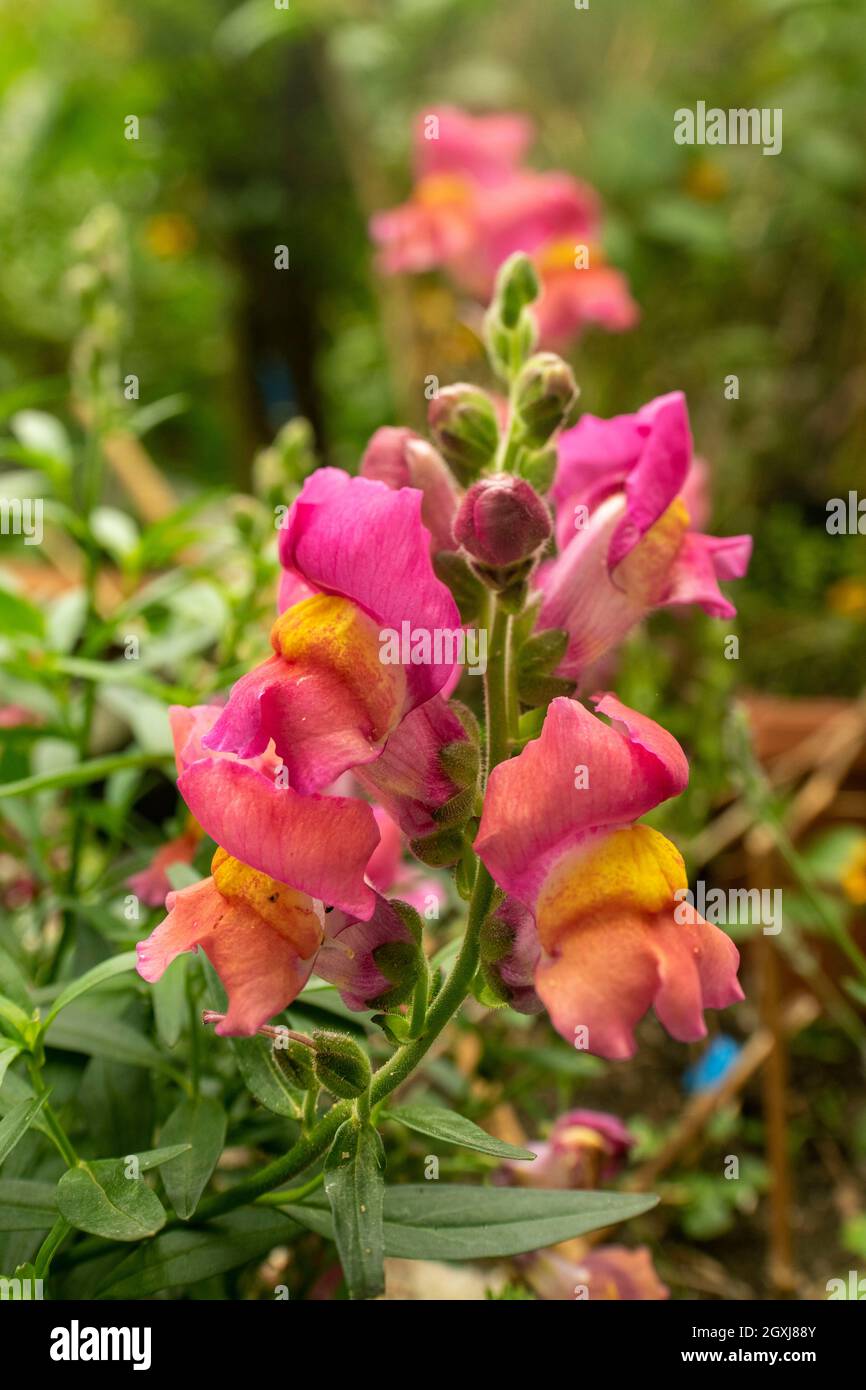 Close-up natural plant portrait of colourful Antirrhinum, (snap dragons), in an urban garden setting Stock Photo