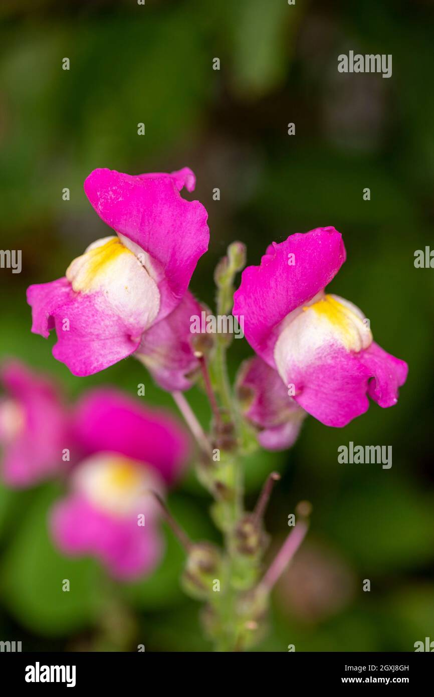 Close-up natural plant portrait of colourful Antirrhinum, (snap dragons), in an urban garden setting Stock Photo