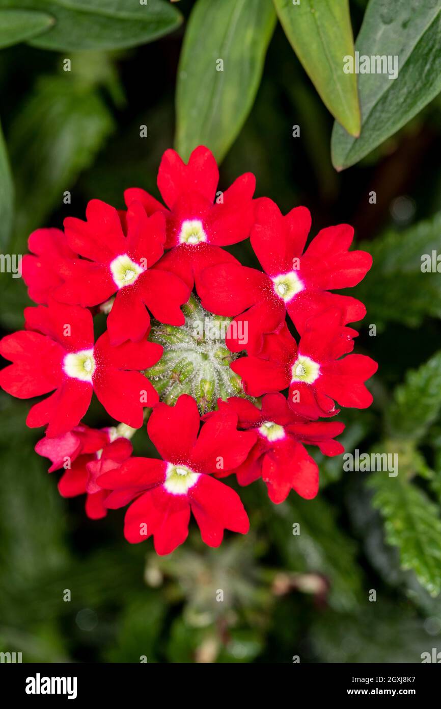 Verbena showboat red with eye hi-res stock photography and images - Alamy