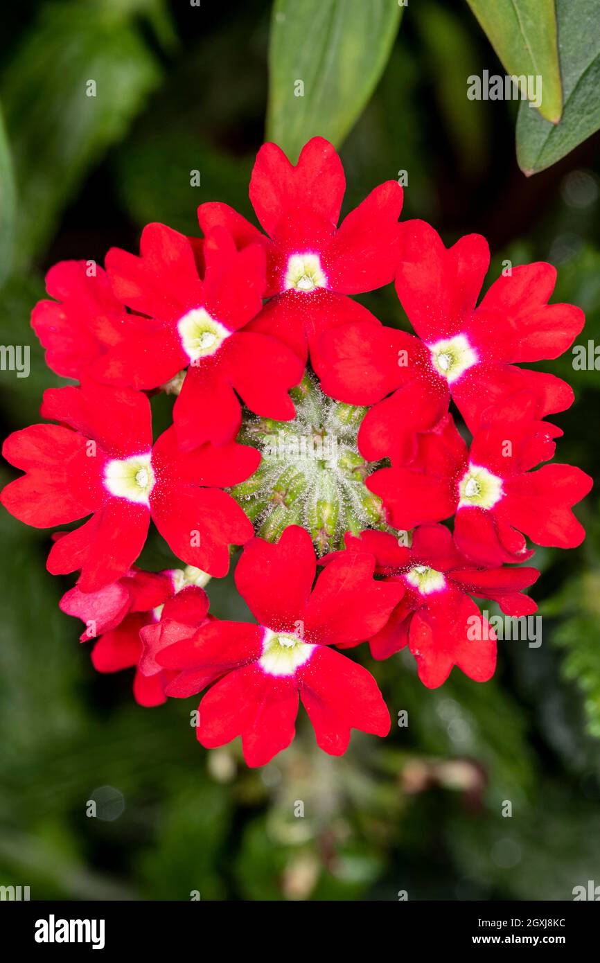 Verbena showboat red with eye hi-res stock photography and images - Alamy
