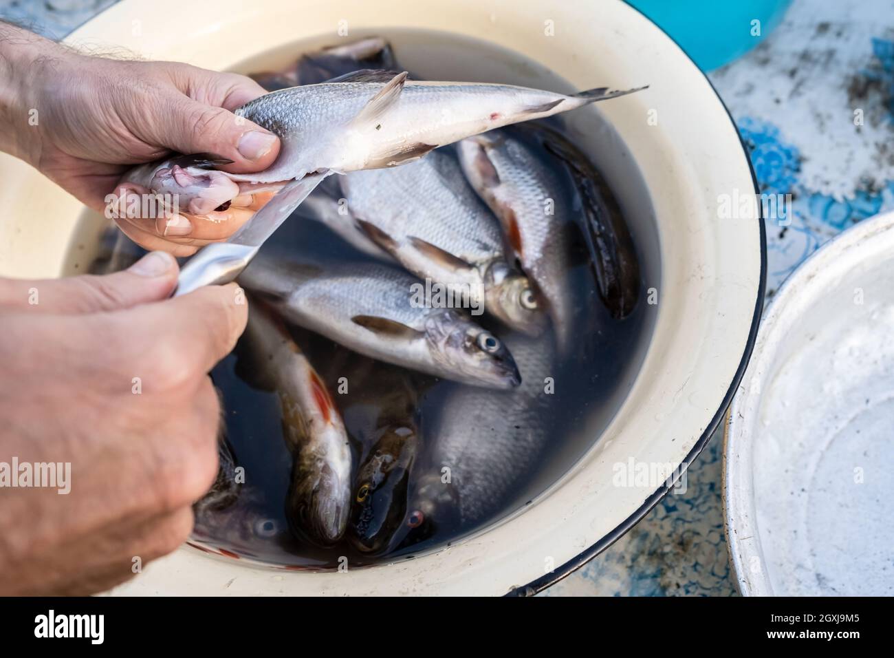 Hands cleanse fresh caught fish from the entrails, cut the belly with a knife, against the background of the catch in the basin.  Stock Photo