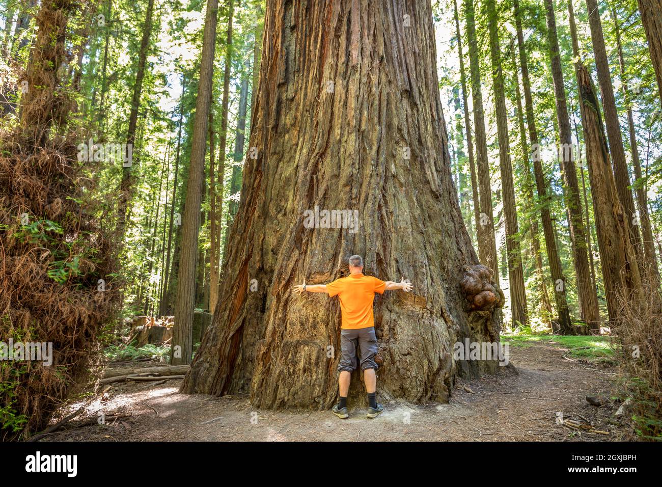 A man embracing a majestic Redwood tree in the Redwood National Park, California Stock Photo
