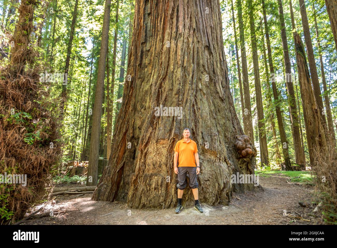 A man in front of a majestic Redwood tree in the Redwood National Park, California Stock Photo