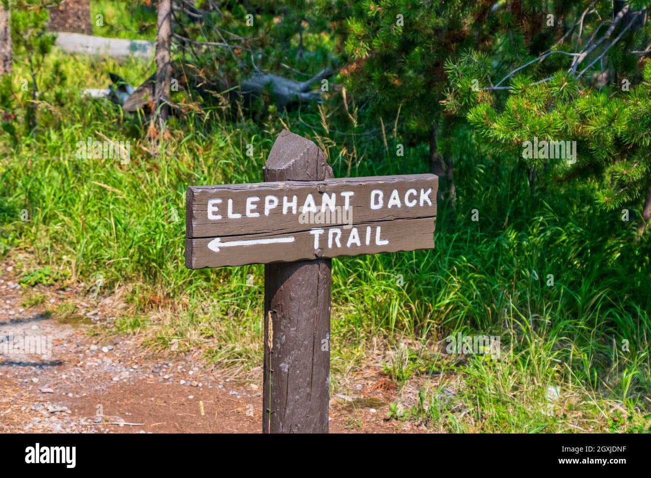 elephant back trail